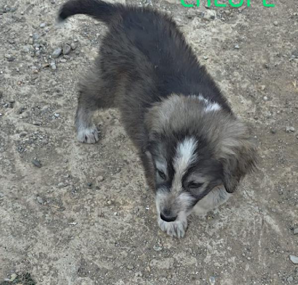 🐾 CHEOPE, DOLCE CUCCIOLA IN CERCA DI FAMIGLIA 🐾 Foto 4